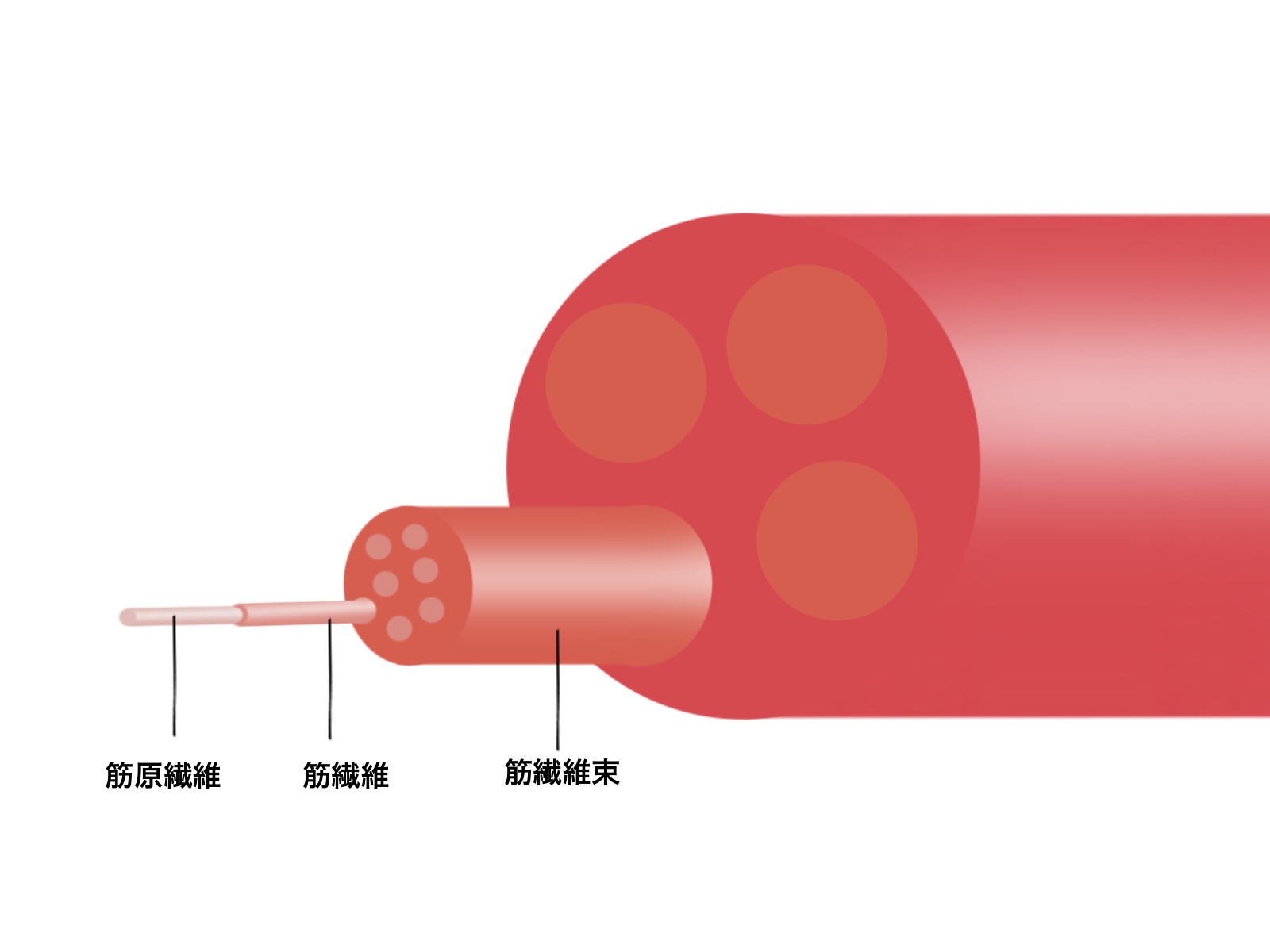 筋膜リリースとは何か